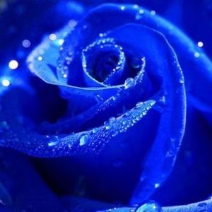 Meet your Posher, Arika